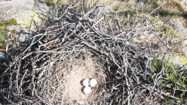 nest of a bird of prey. Massive rough-legged Buzzard nest with three eggs on the ledge of the cliff. Lapland
