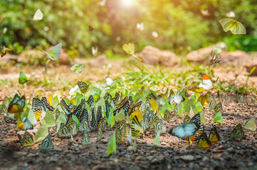 Group of butterflies puddling on the ground and flying in nature, Thailand Butterflies swarm eats minerals in Ban Krang Camp, Kaeng Krachan National Park at Thailand - obrazy, fototapety, plakaty