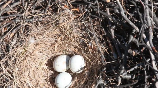nest of a bird of prey. Massive rough-legged Buzzard nest with three eggs on the ledge of the cliff. Lapland
