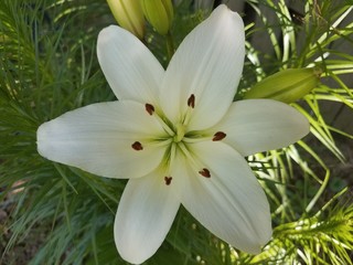 flower with white petals