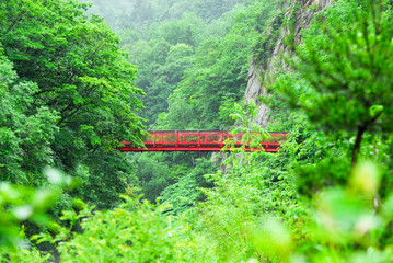 緑に映える赤い橋