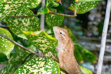 Female Oriental garden lizard (chordata: Sarcopterygii: reptilia: squamata: Agamidae: Calotes versicolor) climbing and crawling on a tree