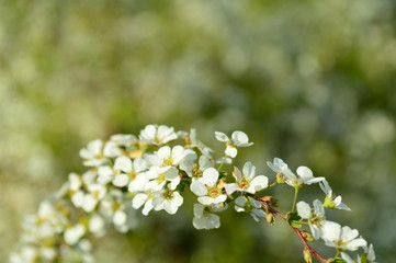 白い花・ユキヤナギ