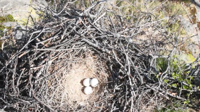 nest of a bird of prey. Massive rough-legged Buzzard nest with three eggs on the ledge of the cliff. Lapland
