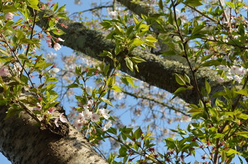 花が落ちて緑の葉が出てきた桜