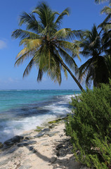 Fototapeta na wymiar Palm, beach and plants