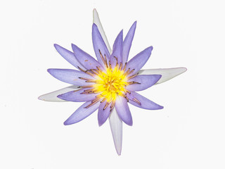 Fototapeta premium lotus isolated