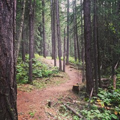 Beautiful dirt trail in the woods in Alberta