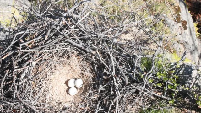 nest of a bird of prey. Massive rough-legged Buzzard nest with three eggs on the ledge of the cliff. Lapland
