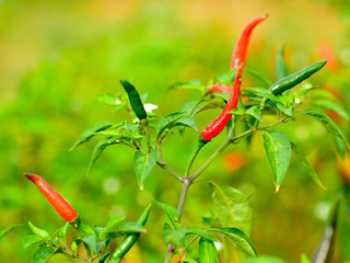 Chilli farm outdoor