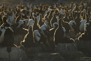 Obraz premium King cormorant (Phalacrocorax atriceps albivent)er