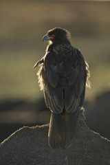 Striated caracara (Phalcoboenus australis)
