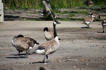 Geese