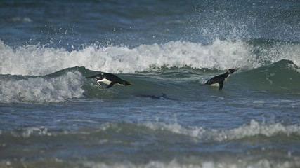 Rockhopper penguin (Eudyptes chrysocome) swimming in the surf
