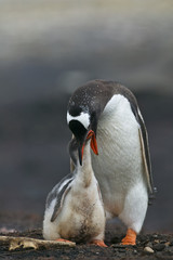 Gentoo Penguin (Pygoscelis papua) feeding a chick