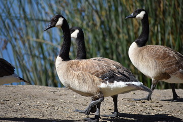 Goose