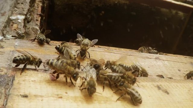 Some Bees Creep on Opened Hive Behind Honeycomb Its Brethren Macro