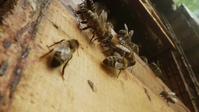 Bees Creep and Speak With Bee Language on Opened Hive Close up