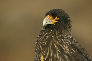 Striated caracara (Phalcoboenus australis)