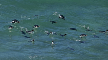 Rockhopper penguin (Eudyptes chrysocome) swimming in the surf