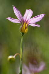A tiny flower of annual blue-eyed grass.