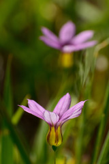 Tiny flowers of annual blue-eyed grass.