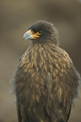Striated caracara (Phalcoboenus australis)