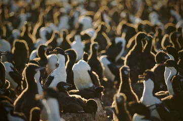 Fototapeta premium King cormorant (Phalacrocorax atriceps albiventer)