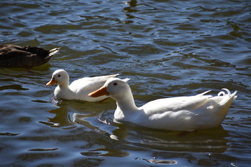 White ducks