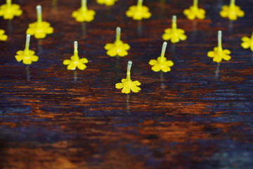 small yellow flowers on wooden background