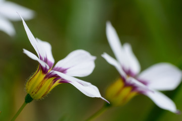 Fototapeta premium Tiny flowers of annual blue-eyed grass.