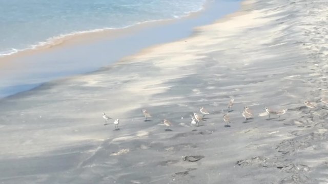 Wader Sanderling (Crocethia alba) is inhabitant of tundra, but during migration it lives on sandy beaches and feeding in surf interstitial fauna
