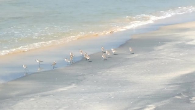 Wader Sanderling (Crocethia alba) is inhabitant of tundra, but during migration it lives on sandy beaches and feeding in surf interstitial fauna
