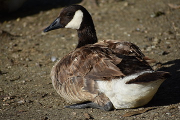 Goose