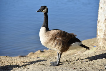 Fototapeta premium Goose