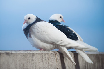 two lovers white and black doves on the balcony to greet the sunset and the sun