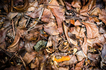 the Dead leaves shot ideal for backgrounds and textures