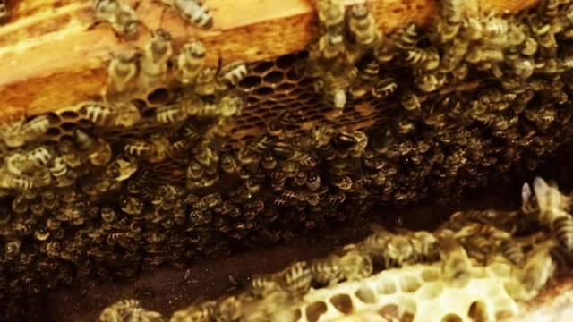 Bees Family Between Frames For Honeycombs Close up