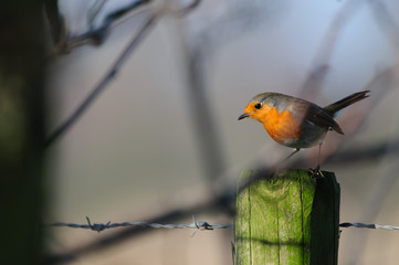 European Robin - Erithacus rubecula