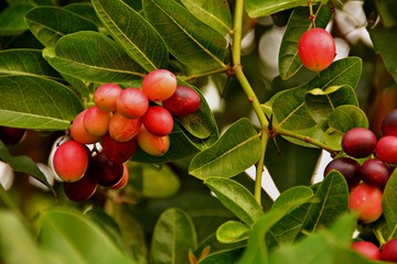 Bengal Currants ripe on tree natural backdrop 