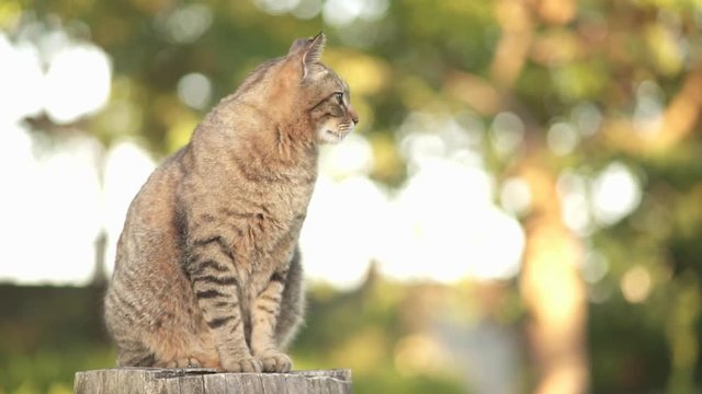 A tabby cat sitting on a stump on the background of trees