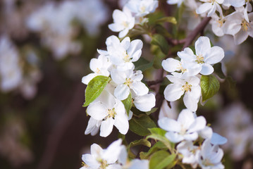 Blossoming apple branch in the spring garden. selective focus macro shot with shallow DOF