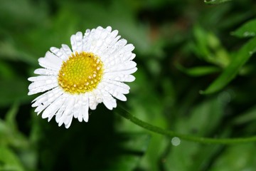 Fototapeta premium Drops on the flowers