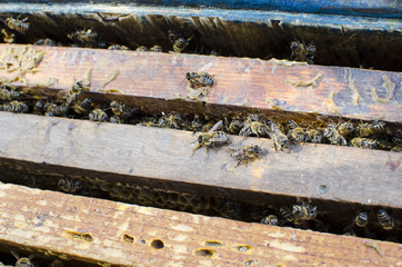 Bees on the old framework with honey