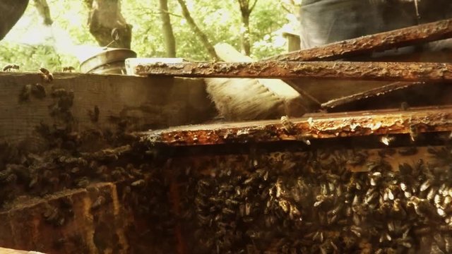 Bees Swarm in Hive Hiver Takes Frame For Honeycombs in Front of Camera Close up