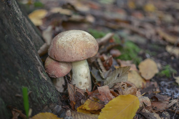 Boletus mushrooms in forest. Selective focus