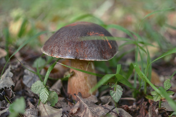 Boletus mushrooms in forest. Selective focus