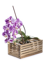Bush of Phalaenopsis orchid in decorative box on white background 