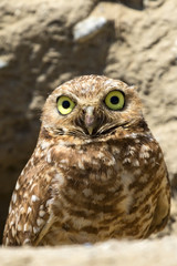 Owl at burrow nest in California desert
