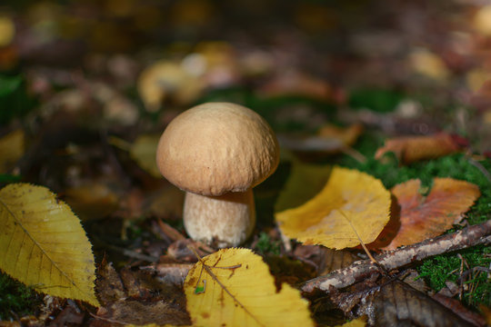 Boletus mushrooms in forest. Selective focus